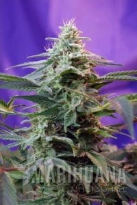 SWEET SEEDS - Sweet Special Auto