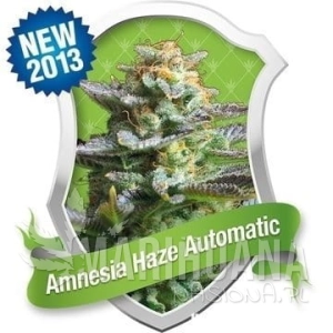 Amnesia Haze Auto - ROYAL QUEEN SEEDS