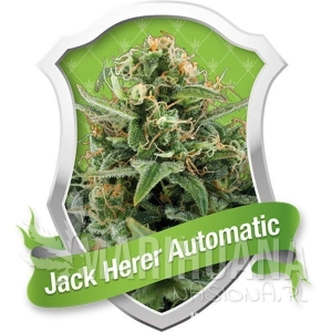 Royal Jack Automatic - ROYAL QUEEN SEEDS