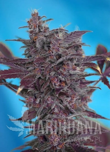 SWEET SEEDS - Black Cream Auto