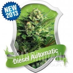 Diesel Automatic - ROYAL QUEEN SEEDS