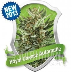 Royal Cheese Automatic - ROYAL QUEEN SEEDS