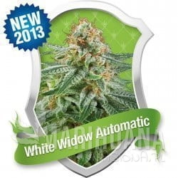 White Widow Automatic - ROYAL QUEEN SEEDS