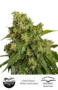 Auto Xtreme - DUTCH PASSION
