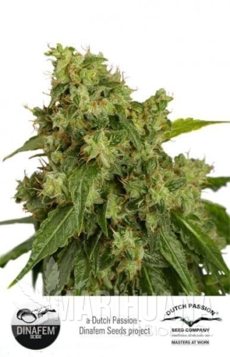 DUTCH PASSION - Auto Xtreme