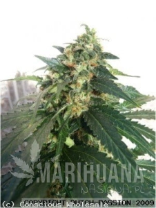 Auto SnowStorm#2 - DUTCH PASSION
