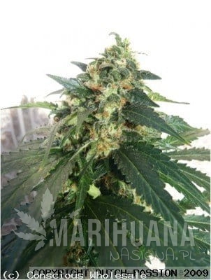 DUTCH PASSION - Auto SnowStorm#2