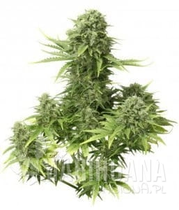Auto StarRyder - DUTCH PASSION