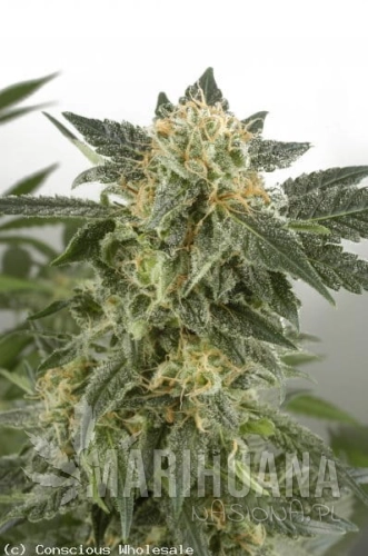 WHITE LABEL - Snow Ryder Auto