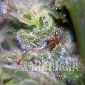 Nev. Haze - FEMALE SEEDS