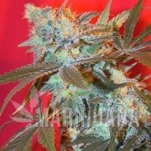 Iced Widow - FEMALE SEEDS