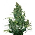 DUTCH PASSION - Auto Tundra#2