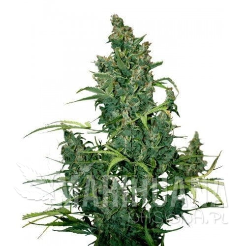 DUTCH PASSION - Auto Tundra#2