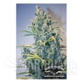 DUTCH PASSION - Auto Tundra#2