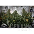 DUTCH PASSION - Auto Tundra#2