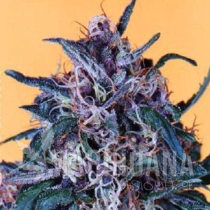 Hollands Hope® - DUTCH PASSION