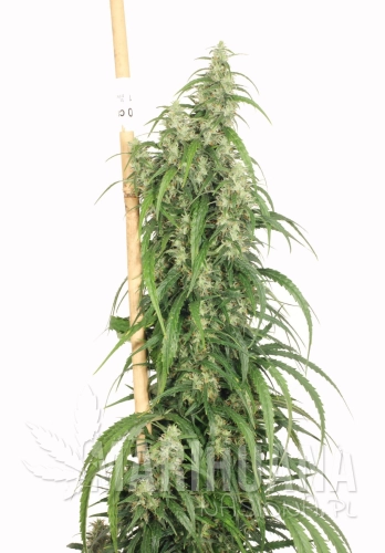 DUTCH PASSION - Mekong High