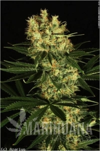 Ortega Indica - DUTCH PASSION