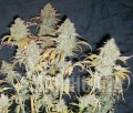 White Widow Auto