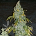 DEVIL'S KISS AUTO