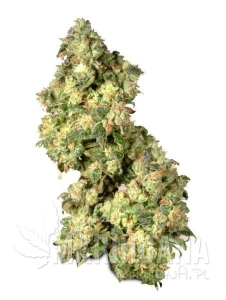 Ultra Skunk - DUTCH PASSION