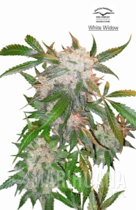White Widow - DUTCH PASSION