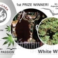 DUTCH PASSION - White Widow