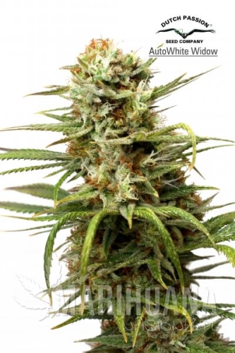 DUTCH PASSION - Auto White Widow