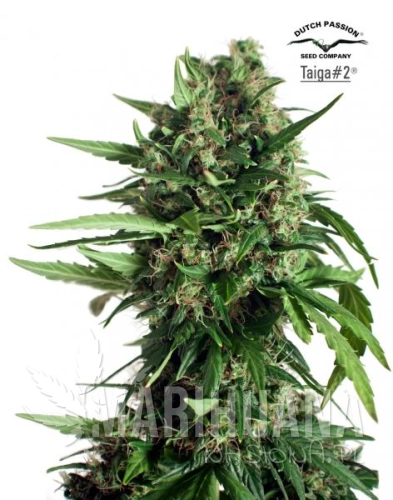 DUTCH PASSION - Auto Taiga#2