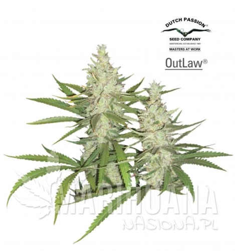 DUTCH PASSION - Outlaw Amnesia