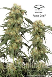 Pamir Gold - DUTCH PASSION