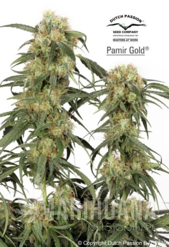 DUTCH PASSION - Pamir Gold