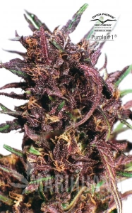 Purple#1 - DUTCH PASSION