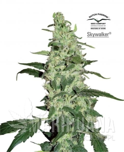 Skywalker - DUTCH PASSION