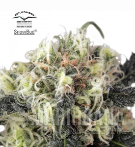 Snow Bud - DUTCH PASSION