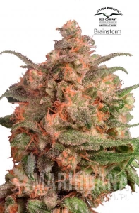 Brainstorm - DUTCH PASSION