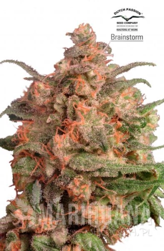 DUTCH PASSION - Brainstorm