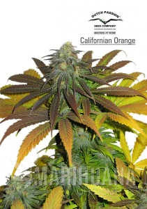 Californian Orange - DUTCH PASSION
