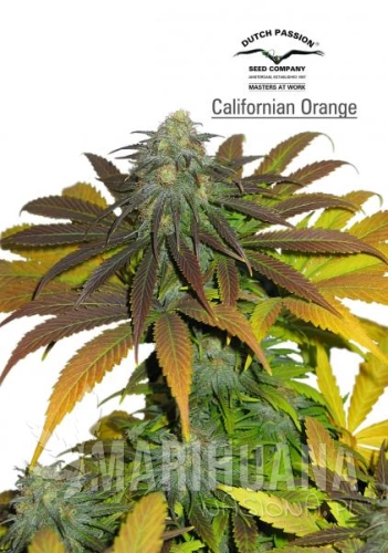 DUTCH PASSION - Californian Orange