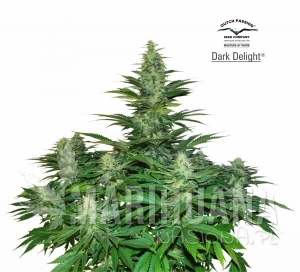 Dark Delight - DUTCH PASSION