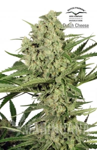 Dutch Cheese - DUTCH PASSION