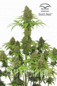 Dutch Haze - DUTCH PASSION