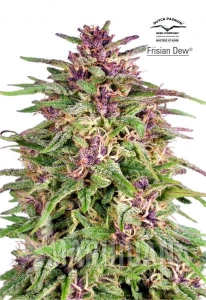 Frisian Dew - DUTCH PASSION