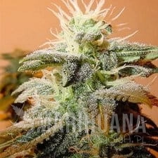 Indoor Mix - FEMALE SEEDS