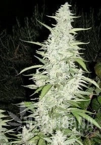 Maroc - FEMALE SEEDS