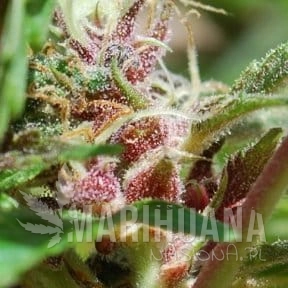 Red Purps - FEMALE SEEDS