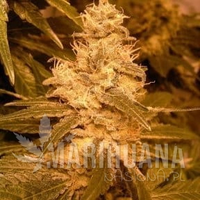FEMALE SEEDS - Auto Kush
