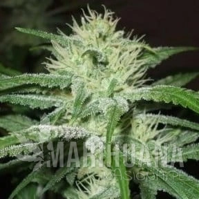 FEMALE SEEDS - Auto Speed Bud