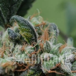 FEMALE SEEDS - Blueberry Cheesecake