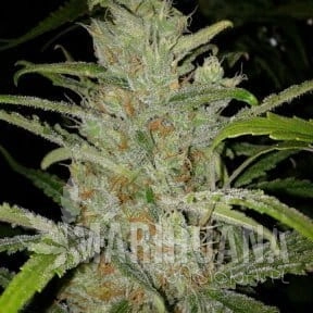 White Grapefruit - FEMALE SEEDS